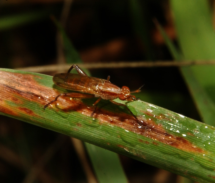 Eumetazoa