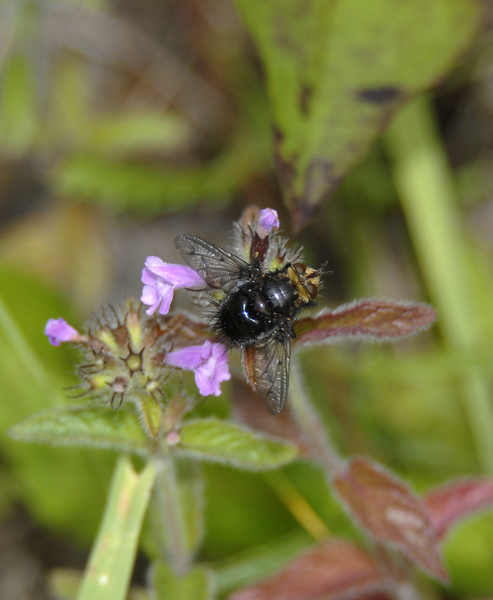 Eumetazoa