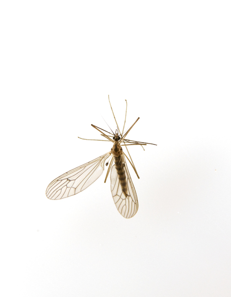 Trichoceridae56084