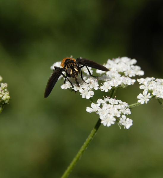 Tachinidae