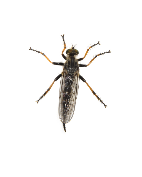 Diptera