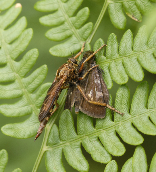 Diptera