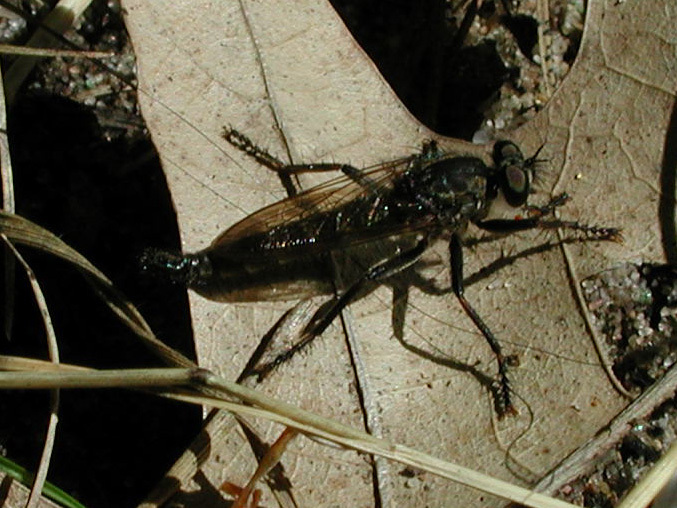 asilidae1