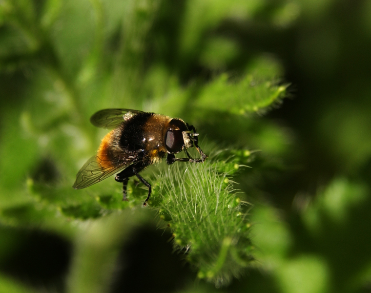 Syrphidae