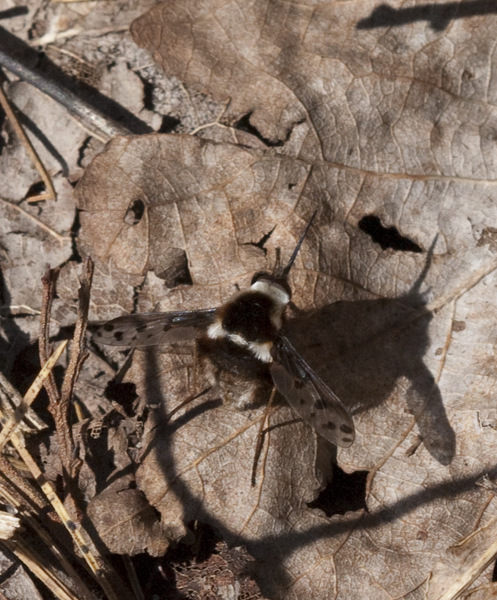 Bombylius pygmaeus