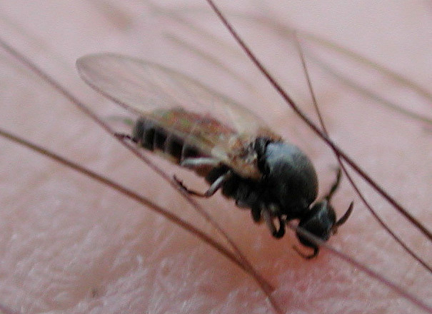 blackfly