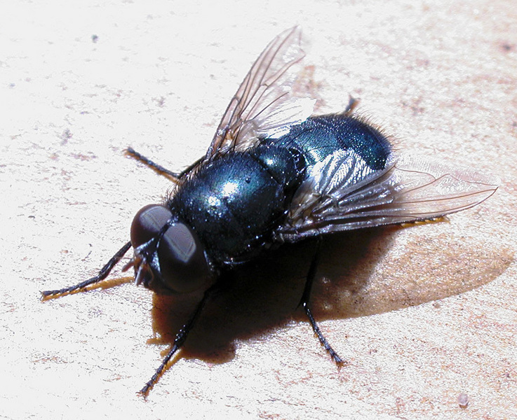 Insecta