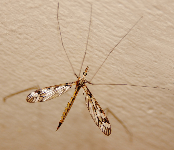 Tipulidae