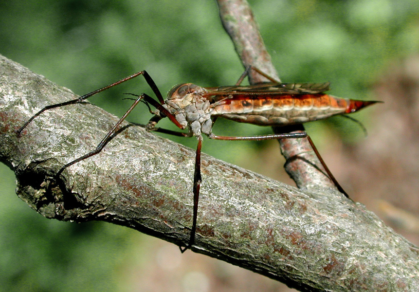 Tipula dorsimacula