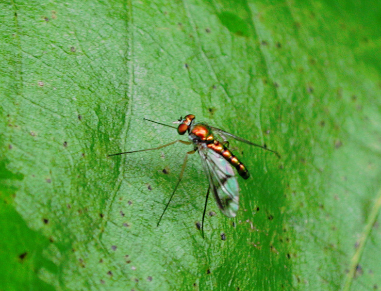 dolichopodidae2