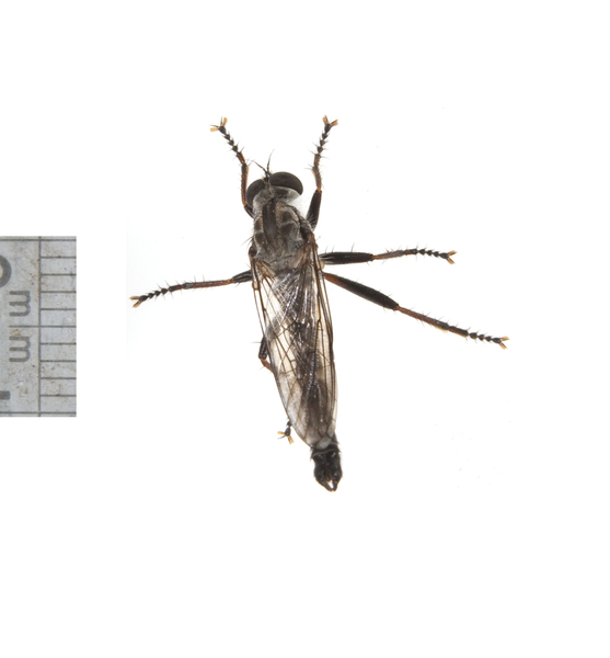 Diptera