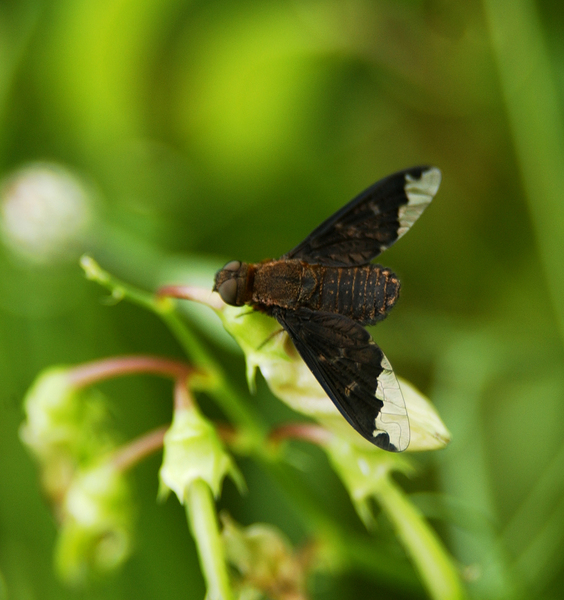 Bombyliidae