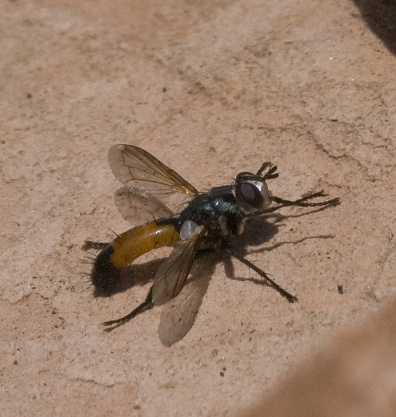 Diptera