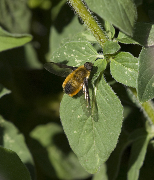 Bombyliidae