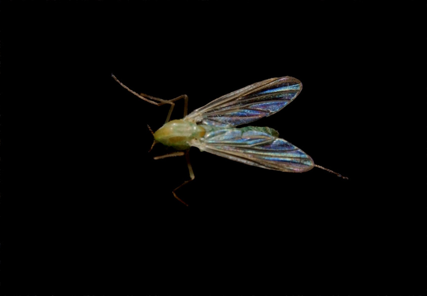 Diptera