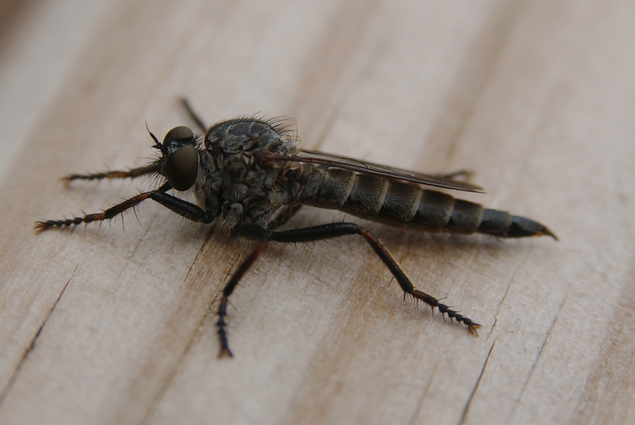 Asilidae