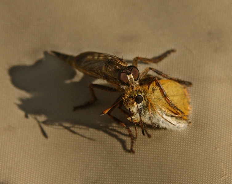 robberfly1658