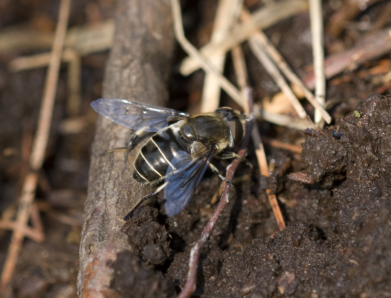 Eumetazoa