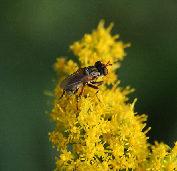 Conopidae