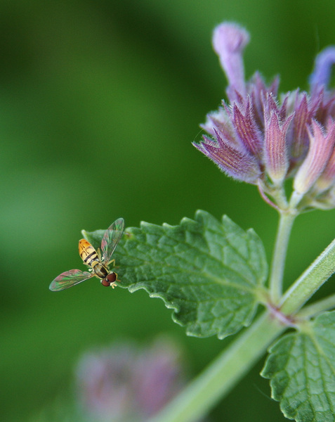 Syrphidae