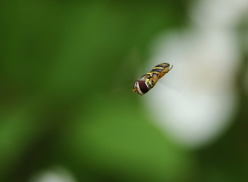 Syrphidae