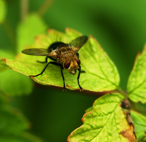 Diptera