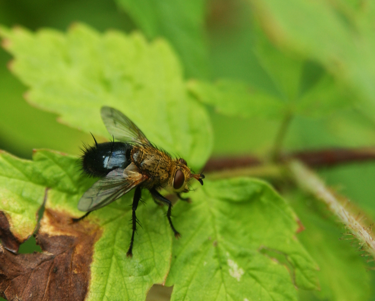 tachinid5627