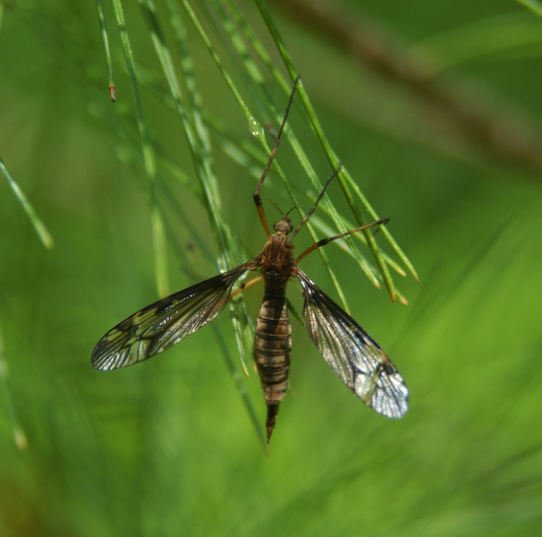 Eumetazoa