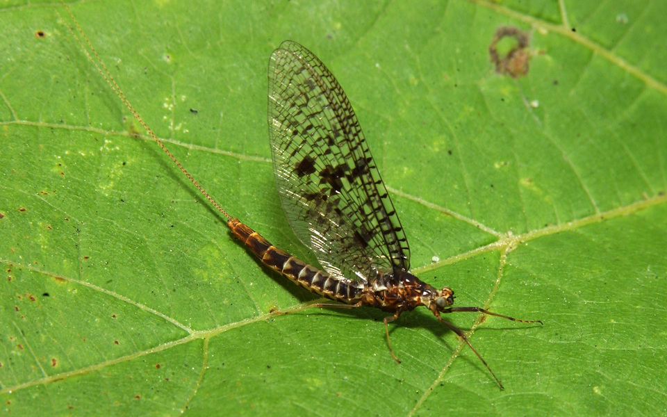 Ephemeroidea