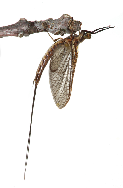 Ephemeroptera