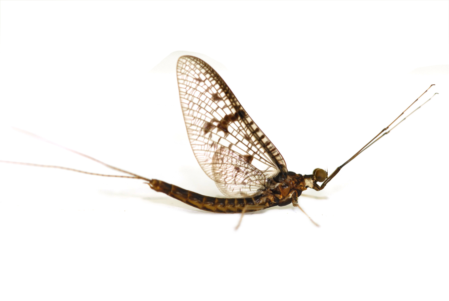 mayfly3629