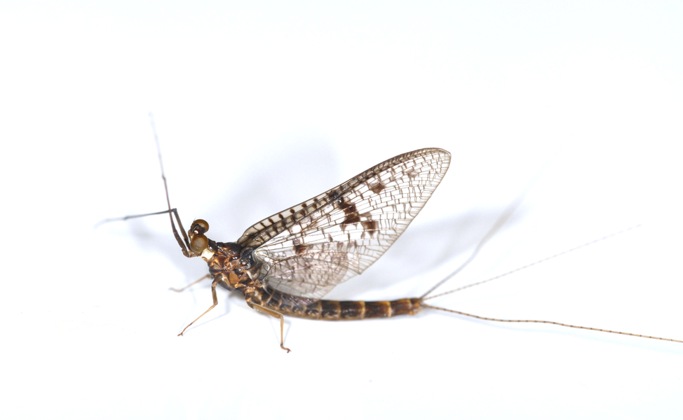 mayfly3652