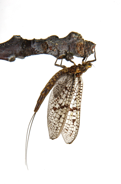 Ephemeroidea