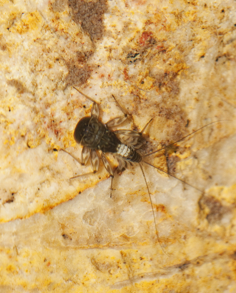 Ephemeroptera