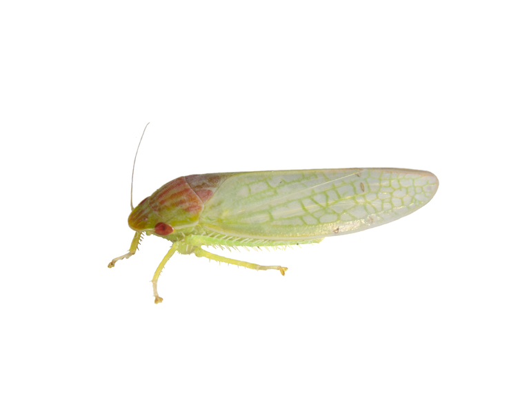 Cicadellidae