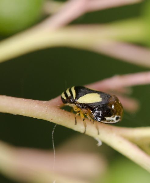 Clastoptera proteus