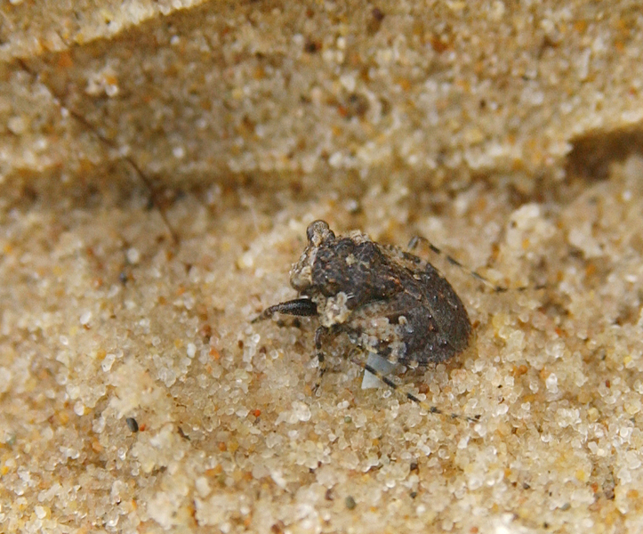 Gelastocoridae6150