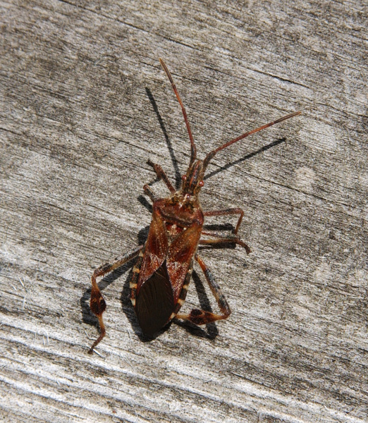 Coreidae