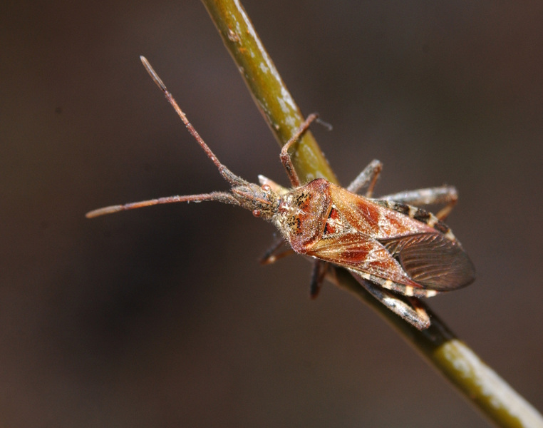 Coreoidea