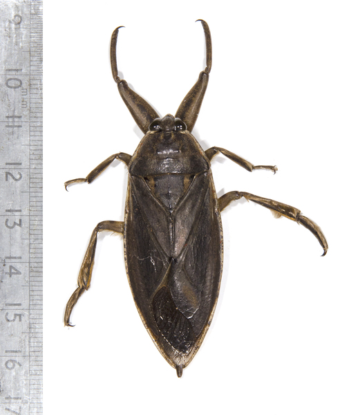 Lethocerus6906