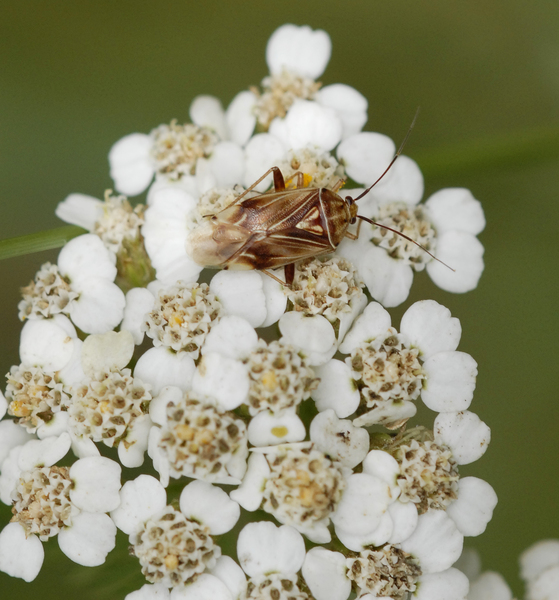 Hemiptera