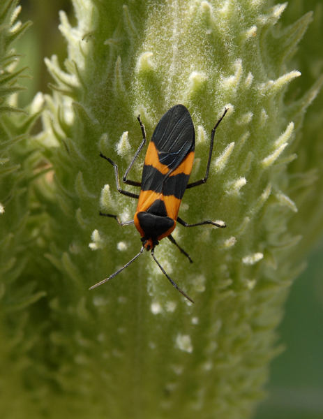 Oncopeltus fasciatus