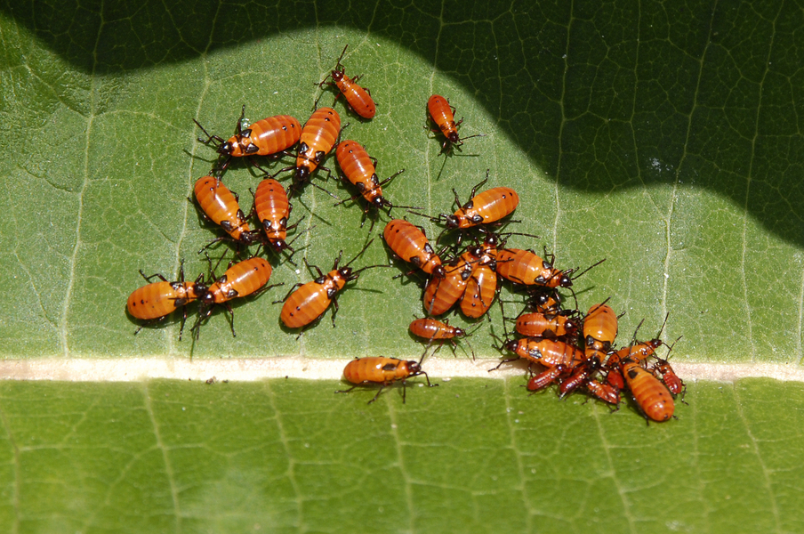 Oncopeltus fasciatus