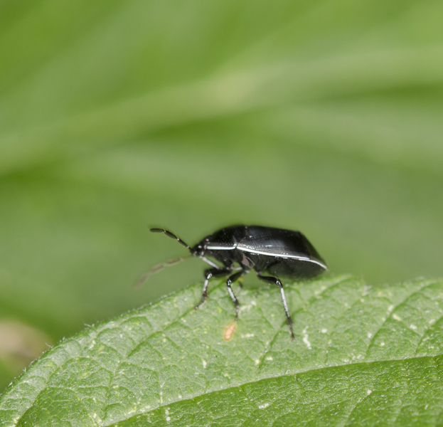 Pentatomoidea