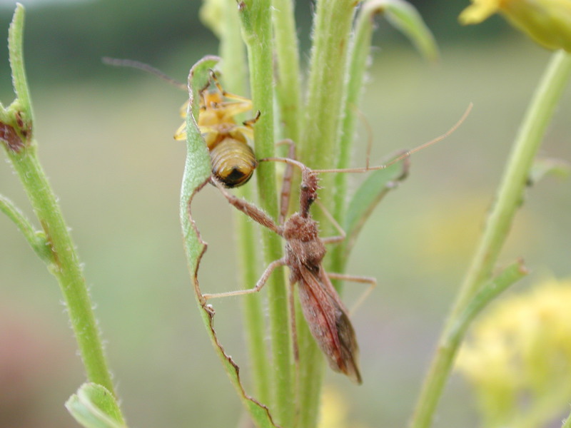 Hemiptera