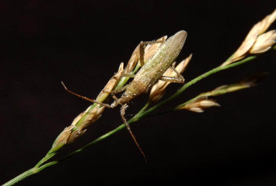 Miridae