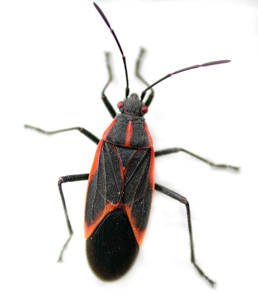 Hemiptera