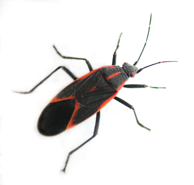 Hemiptera