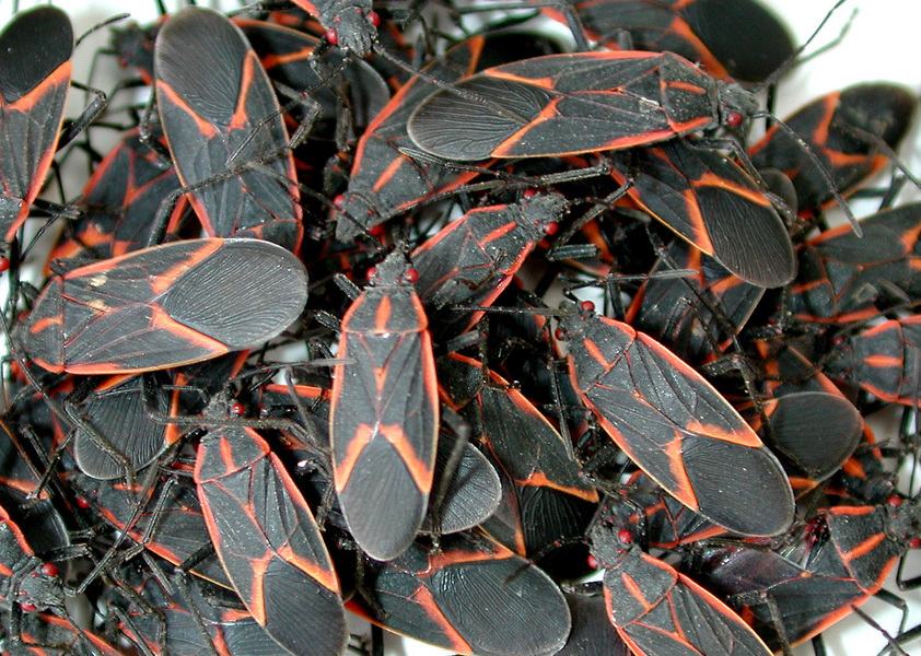 boxelder_bugs2