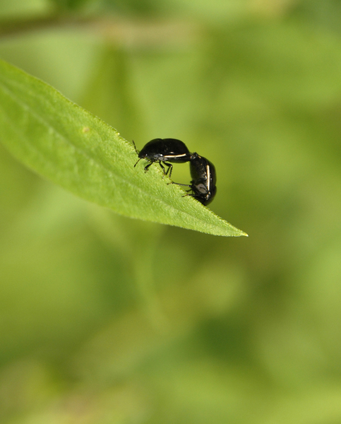 Eumetazoa